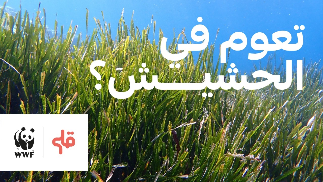 QLM case study — WWF North Africa — environmental awareness videos